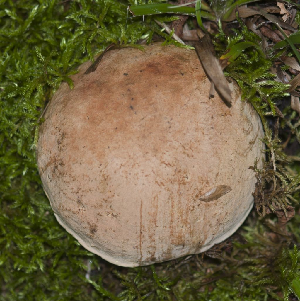 Boletus o leccinum